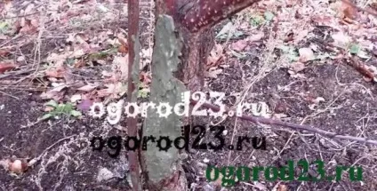 Тріщини на деревах - обробка та лікування (3% -ним розчином залізного) Тріщини на деревах - обробка та лікування