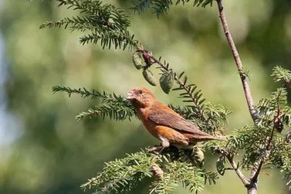 Топічні зв'язку визначення, особливості та цікаві факти (яких розглянули вище) Топічні зв'язку визначення, особливості та цікаві факти