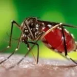 Укус комара - як зняти набряк в домашніх умовах лікування комариних укусів, червоних плям, пухирів (зняти) Укус комара - як зняти набряк в домашніх умовах лікування комариних укусів, червоних плям, пухирів
