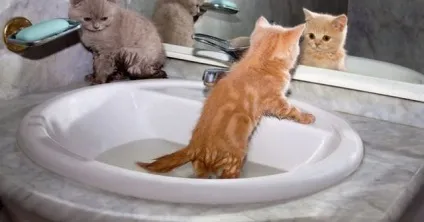 У кота лисіє живіт причини, діагностика, лікування (кота) У кота лисіє живіт причини, діагностика, лікування