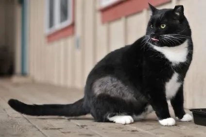 У кота лисіє живіт причини, діагностика, лікування (кота) У кота лисіє живіт причини, діагностика, лікування