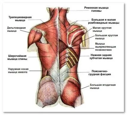 Універсальні можливості м'язів спини (горбка плечової кістки) Універсальні можливості м'язів спини