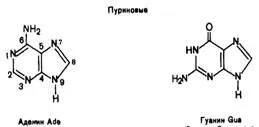 Урацил, гуанін 2
