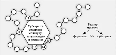 Урок хімії по темі ферменти