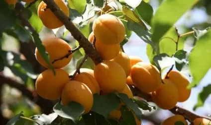 Урюк і курага відміну, ls (урюк) Урюк і курага відміну, ls