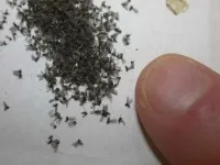 Щипавки чим небезпечна для людини і як позбутися від комахи (комаха щипавка.) Щипавки чим небезпечна для людини і як позбутися від комахи