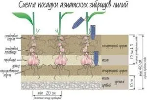 Догляд за ліліями навесні (навесні) Догляд за ліліями навесні