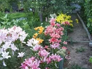 Догляд за ліліями навесні (догляд) Догляд за ліліями навесні