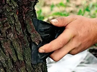 Догляд за кроною і штамбом, побілка дерев, очищення від старої кори, борознування гілок, лікування (закладення тріщин) Догляд за кроною і штамбом, побілка дерев, очищення від старої кори, борознування гілок, лікування