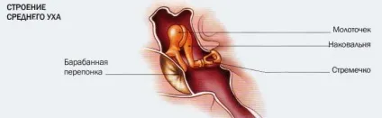 Вухо - орган слуху і рівноваги, meddoc (рівноваги) Вухо - орган слуху і рівноваги, meddoc
