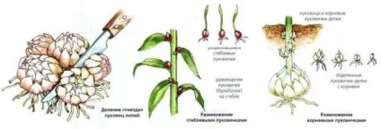 Догляд за ліліями навесні (догляд ліліями навесні) Догляд за ліліями навесні