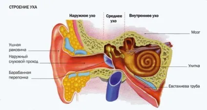 Вухо - орган слуху і рівноваги, meddoc (орган) Вухо - орган слуху і рівноваги, meddoc
