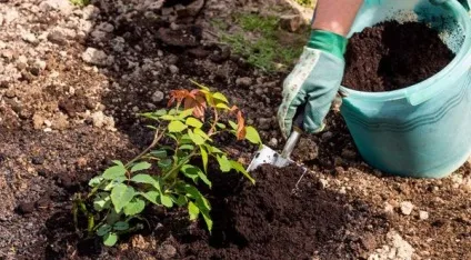 Догляд за трояндами після посадки навесні основні правила (трояндами) Догляд за трояндами після посадки навесні основні правила