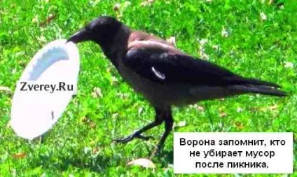 У ворон хороша пам'ять і вони дізнаються людей (пам'ять) У ворон хороша пам'ять і вони дізнаються людей