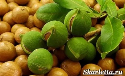 Догляд за століттями