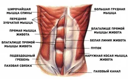 Чи важливий прес для бігу, плавання і велоспорту