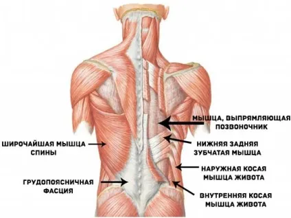 Чи важливий прес для бігу, плавання і велоспорту