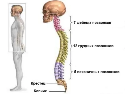 Узі хребта що показує