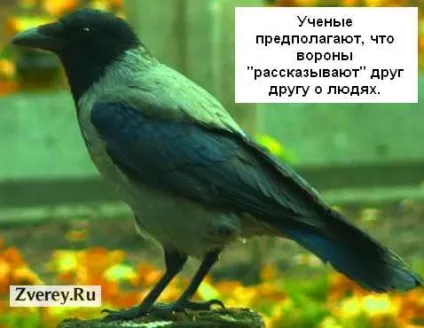 У ворон хороша пам'ять і вони дізнаються людей (пам'ять ворон) У ворон хороша пам'ять і вони дізнаються людей