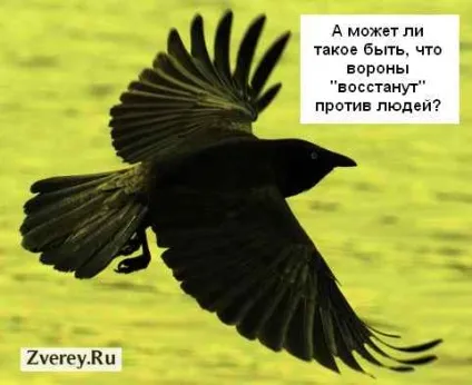У ворон хороша пам'ять і вони дізнаються людей (пам'ять) У ворон хороша пам'ять і вони дізнаються людей