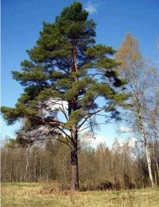Ангарська сосна