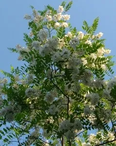 Акація біла, дачне царство (біла) Акація біла, дачне царство