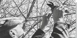 Агротехніка обробітку вишні (агротехніка) Агротехніка обробітку вишні