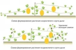 Агротехніка вирощування дині способи