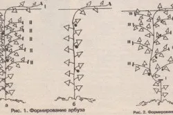 Агротехніка вирощування дині способи