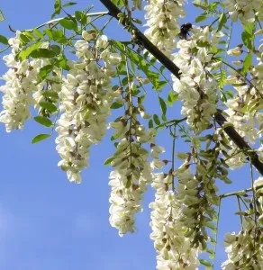 Акація біла, дачне царство (саджанці білої акації) Акація біла, дачне царство