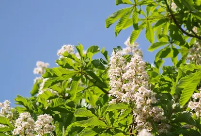 Алергія на каштан симптоми, діагностика, лікування (алергія каштан) Алергія на каштан симптоми, діагностика, лікування