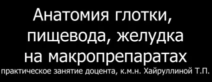 анатомія шлунок