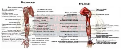 Анатомія м'язів тіла людини (м'язи Домашні вправи) Анатомія м'язів тіла людини