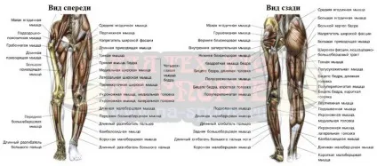 Анатомія м'язів тіла людини (м'язи спини людини) Анатомія м'язів тіла людини