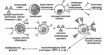 Алергічна реакція різновиди та механізми розвитку (різновиди) Алергічна реакція різновиди та механізми розвитку