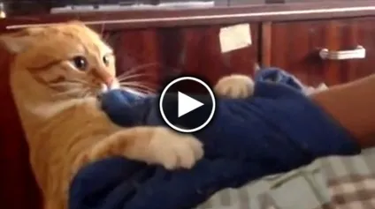 Активний кіт і крутий кіт