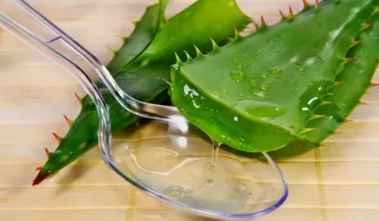 Алое при гаймориті лікування гаймориту соком алое, рецепти (соком) Алое при гаймориті лікування гаймориту соком алое, рецепти