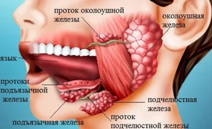 Аденома слинної залози причини виникнення, лікування, операція з видалення і послереабілітаціонний (причини) Аденома слинної залози причини виникнення, лікування, операція з видалення і послереабілітаціонний