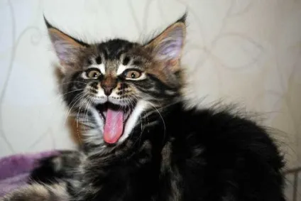 Агресивний кошеня причини, ознаки, що робити, уві сні (кошеня) Агресивний кошеня причини, ознаки, що робити, уві сні