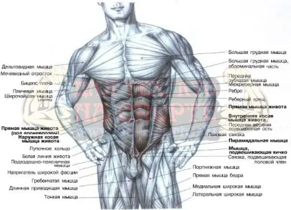 Анатомія м'язів тіла людини (м'язи Домашні вправи) Анатомія м'язів тіла людини