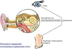 Вестибулярний неврит симптоми і лікування (лікування) Вестибулярний неврит симптоми і лікування