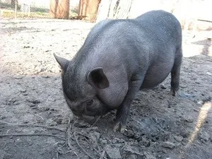 В'єтнамські вислобрюхие свині утримання та догляд, розведення і вирощування поросят, фото і відео (свині) В'єтнамські вислобрюхие свині утримання та догляд, розведення і вирощування поросят, фото і відео