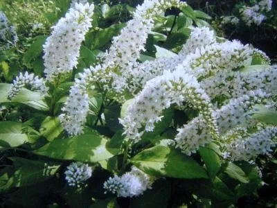 Вербейник посадка і догляд у відкритому грунті добриво розмноження (відкритому) Вербейник посадка і догляд у відкритому грунті добриво розмноження