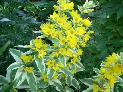 Вербейник посадка і догляд у відкритому грунті добриво розмноження (посадка) Вербейник посадка і догляд у відкритому грунті добриво розмноження