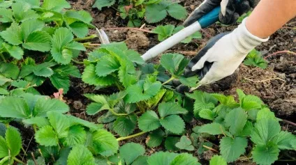 Вибираємо інструмент для видалення бур'янів, справи городні () (мотика) Вибираємо інструмент для видалення бур'янів, справи городні ()