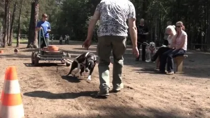 Вейтпуллінг - вид спорту для собак