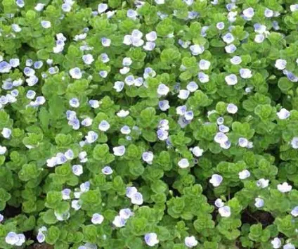 Вероніка посадка і догляд, види і сорти, фото (сорти вероніки) Вероніка посадка і догляд, види і сорти, фото