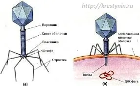Види бактеріофагів, світ здоров'я (застосування бактеріофагів) Види бактеріофагів, світ здоров'я