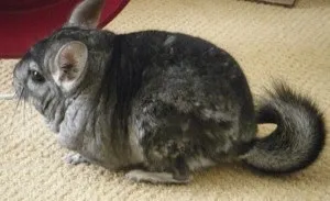 Випадає шерсть у шиншили, happy chinchilla (випадає) Випадає шерсть у шиншили, happy chinchilla