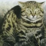 Вітаміни та мінерали для кішок (коливається довжина тіла) Вітаміни та мінерали для кішок